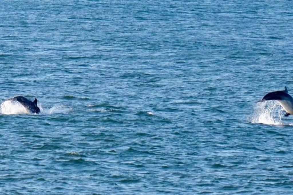 The Seaview -